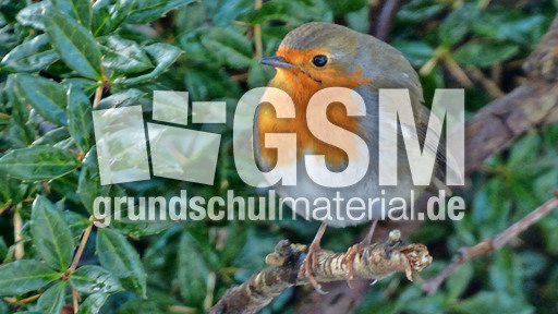 Rotkehlchen (40).jpg